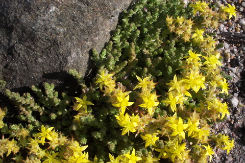 sedum acre